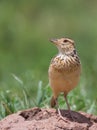 Rufous-naped Lark close-up