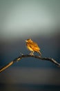 Rufous-naped lark on curved branch in sunshine Royalty Free Stock Photo