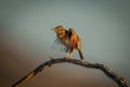 Rufous-naped lark flutters wings on curved branch Royalty Free Stock Photo