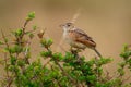 Rufous-naped Lark - Mirafra africana or bush lark, bird from lightly wooded grasslands, open savannas and farmlands of the