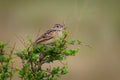 Rufous-naped Lark - Mirafra africana or bush lark, bird from lightly wooded grasslands, open savannas and farmlands of the