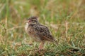 Rufous naped lark Mirafra africana bush lark Afrotropics