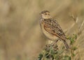 Rufous-naped lark Mirafra africana or rufous-naped bush lark