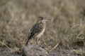 Rufous-naped lark, Mirafra africana