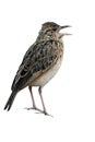 Rufous-naped lark, Mirafra africana