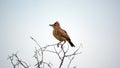 Rufous-naped lark perched in a tree