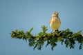 Rufous-naped lark perches on leafy sunlit branch