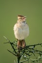 Rufous-naped lark sings on thornbush turning right