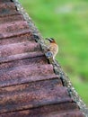 rufous-naped Wren & x28;Campylorhynchus rufinucha& x29; in Costa Rica Royalty Free Stock Photo