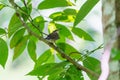 rufous-naped Wren & x28;Campylorhynchus rufinucha& x29; in Costa Rica Royalty Free Stock Photo