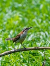 rufous-naped Wren & x28;Campylorhynchus rufinucha& x29; in Costa Rica Royalty Free Stock Photo