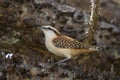 Rufous-naped Wren - Campylorhynchus rufinucha Royalty Free Stock Photo