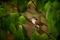 Rufous-naped wren Campylorhynchus rufinucha sits on a branch.