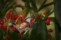 Rufous-naped wren, Campylorhynchus rufinucha, songbird of the family Troglodytidae. Bird sitting on the tree trunk, Costa Rica. Royalty Free Stock Photo