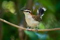 Rufous-naped Wren - Campylorhynchus rufinucha songbird of the family Troglodytidae Royalty Free Stock Photo