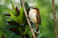 Rufous-naped wren - Campylorhynchus rufinucha is songbird of the family Troglodytidae, the wrens. It is a resident breeding Royalty Free Stock Photo