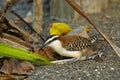 Rufous-naped wren - Campylorhynchus rufinucha is songbird of the family Troglodytidae, the wrens. It is a resident breeding Royalty Free Stock Photo