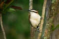 Rufous-naped wren - Campylorhynchus rufinucha is songbird of the family Troglodytidae, the wrens. It is a resident breeding Royalty Free Stock Photo