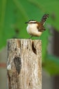 Rufous-naped wren - Campylorhynchus rufinucha is songbird of the family Troglodytidae, the wrens. It is a resident breeding Royalty Free Stock Photo