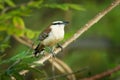 Rufous-naped wren - Campylorhynchus rufinucha is songbird of the family Troglodytidae, the wrens. It is a resident breeding Royalty Free Stock Photo