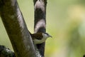 Rufous-naped Wren  837944 Royalty Free Stock Photo