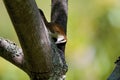 Rufous-naped Wren  837944 Royalty Free Stock Photo