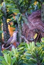 Rufous Naped Wrens