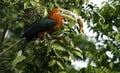 RUFOUS NECKED HORNBILL MALE, LATPANCHAR, WEST BENGAL ,INDIA