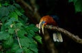 Rufous-necked hornbill on a tree branch beside a bunch of leaves