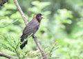 Rufous-necked laughingthrush - Indian birds