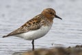 Rufous-necked stint that stands on the shore of little