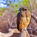 The Rufous Owl's piercing eyes reflect its predatory prowess