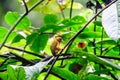 Rufous Piculet on the branch of a tree
