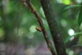 Rufous piculet in Borneo