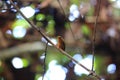 Rufous piculet