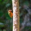 Rufous Piculet