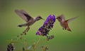 Rufous and plain capped hummingbird