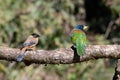 Rufous Sibia and Great Barbet perched on a branch in Sattal, India