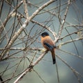 Rufous Sibia Perched in a Tree