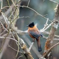 Rufous Sibia Perched in a Tree