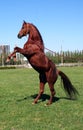 Rufous stallion