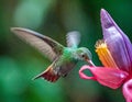 Rufous Tailed Hummingbird Royalty Free Stock Photo