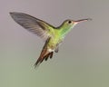 Rufous-tailed Hummingbird (Amazilia tzacatl)