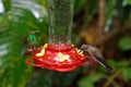 Rufous-tailed hummingbird with brown violetear