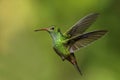 Rufous-tailed Hummingbird - Amazilia tzacatl Royalty Free Stock Photo