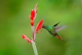 Rufous-tailed Hummingbird, Amazilia tzacatl, bird fling next to beautiful red flower in natural habitat, clear green background