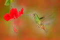 Rufous-tailed Hummingbird, Amazilia tzacatl, bird fling next to beautiful red rose hibiscus flower in nature habitat, red backgrou