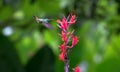 Rufous-tailed hummingbird Amazilia tzacatl in flight Royalty Free Stock Photo