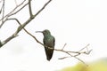 Rufous-tailed Hummingbird (Amazilia tzacatl) Royalty Free Stock Photo
