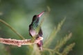 Rufous-tailed hummingbird - Amazilia tzacatl Royalty Free Stock Photo